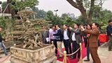 Xôn xao thương vụ mua bán “siêu cây” 8 tỷ, độc nhất Việt Nam có nguồn gốc Nam Định