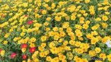 Mê mẩn vườn hoa mười giờ rực rỡ ven sông của chàng trai học kiến trúc mê hoa Mê mẩn vườn hoa mười giờ rực rỡ ven sông của chàng trai học kiến trúc mê hoa