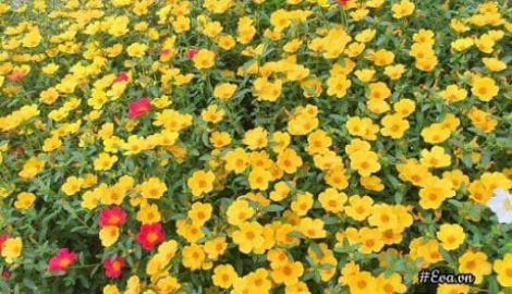 Mê mẩn vườn hoa mười giờ rực rỡ ven sông của chàng trai học kiến trúc mê hoa