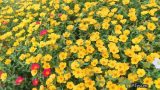Mê mẩn vườn hoa mười giờ rực rỡ ven sông của chàng trai học kiến trúc mê hoa