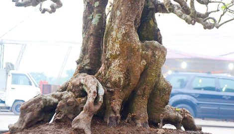 Nam Đinh: “Phát hờn” với cây khế cổ thụ giá gần nửa tỷ