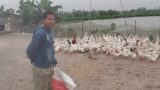 Anh chăn vịt ủng hộ khu cách ly 1.000 quả trứng: ‘Tôi không có tiền…’