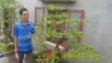 “Cụ” hoa giấy dáng “siêu phàm”, còi dí mà giá hơn 100 triệu ở Nam Định