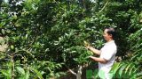 Bỏ nghề giáo viên về trồng bơ xen cà phê, thu hơn 2 tỷ/năm