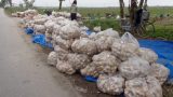 Nam Định: Nông dân điêu đứng vì khoai tây chỉ 3.000 đồng/kg