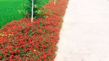 Thảm hoa mười giờ ven đường quê nông thôn mới, giản đơn nhưng đẹp như tranh vẽ