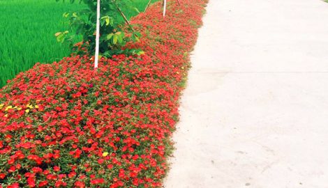 Thảm hoa mười giờ ven đường quê nông thôn mới, giản đơn nhưng đẹp như tranh vẽ