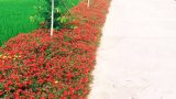 Thảm hoa mười giờ ven đường quê nông thôn mới, giản đơn nhưng đẹp như tranh vẽ
