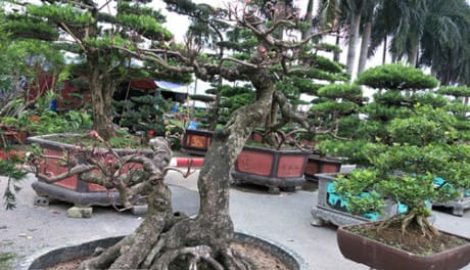 Nam Trực: Nguyệt quế song thân giá hàng chục cây vàng