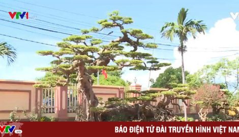 Nghề trồng cây cảnh tại Hải Lý (Nam Định) góp phần thay đổi cuộc sống người dân