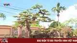 Nghề trồng cây cảnh tại Hải Lý (Nam Định) góp phần thay đổi cuộc sống người dân