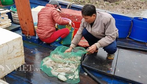 Nghĩa Hưng: Sắp đến Tết, ngư dân miền biển vẫn ra khơi “săn” hải sản cuối năm