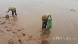 Nghĩa Hưng: Lạnh thấu xương 8 độ, ngư dân run rẩy lội sình lầy bắt ngao, sò Nghĩa Hưng: Lạnh thấu xương 8 độ, ngư dân run rẩy lội sình lầy bắt ngao, sò