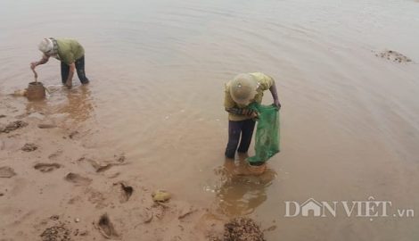 Nghĩa Hưng: Lạnh thấu xương 8 độ, ngư dân run rẩy lội sình lầy bắt ngao, sò