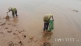 Nghĩa Hưng: Lạnh thấu xương 8 độ, ngư dân run rẩy lội sình lầy bắt ngao, sò