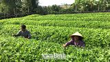 Phát triển vùng trồng cây ngưu tất ở xã Đại Thắng ( Vụ Bản)