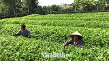 Phát triển vùng trồng cây ngưu tất ở xã Đại Thắng ( Vụ Bản)
