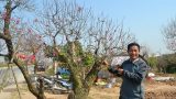 Đào, quất được giá, nông dân thành Nam phấn khởi