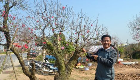 Đào, quất được giá, nông dân thành Nam phấn khởi
