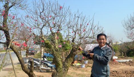 Đào, quất được giá, nông dân thành Nam phấn khởi