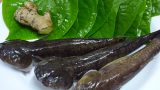 MÓN NGON NGÀY TẾT: Cá bống bớp 300.000 đ/kg được chị em “săn” ăn Tết