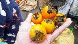 Về xứ sở hồng không hạt cổ thụ, người dân thu 8 tỷ mỗi vụ