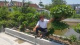 Nam Định: Siêu phẩm chưa từng có: Cây na nước “khủng” dáng rồng bay huyền bí