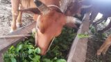 Clip: Rau xanh mơn mởn giá chỉ còn 1.000 đ/kg, dân nhổ cho… bò ăn Clip: Rau xanh mơn mởn giá chỉ còn 1.000 đ/kg, dân nhổ cho… bò ăn