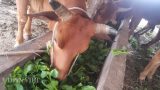Clip: Rau xanh mơn mởn giá chỉ còn 1.000 đ/kg, dân nhổ cho… bò ăn