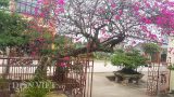 Cây hoa giấy cổ thụ dáng “lão mai” có một không hai ở Nam Định