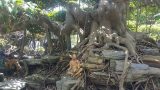 Nghĩa Hưng: Cây sanh dáng trực hoành được trả giá 1 tỷ đồng không bán