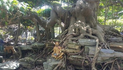 Nghĩa Hưng: Cây sanh dáng trực hoành được trả giá 1 tỷ đồng không bán