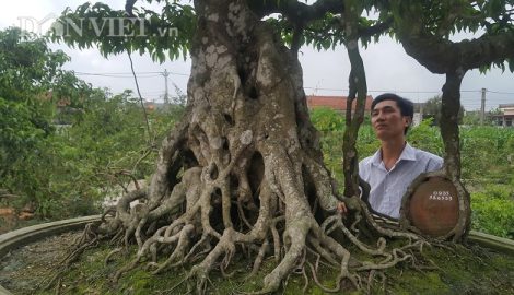 Giới chơi cây lại sốt sình sịch với siêu cây 100 tuổi, tiền tỷ