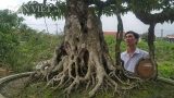 Giới chơi cây lại sốt sình sịch với siêu cây 100 tuổi, tiền tỷ