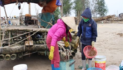 Cận cảnh ngư dân Hải Triều trúng đậm tôm biển