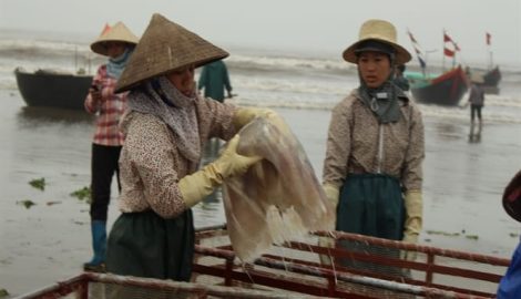 Nam Định: Mùa sứa biển Hải Lý Hải Hậu