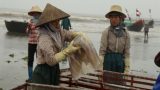 Nam Định: Mùa sứa biển Hải Lý Hải Hậu
