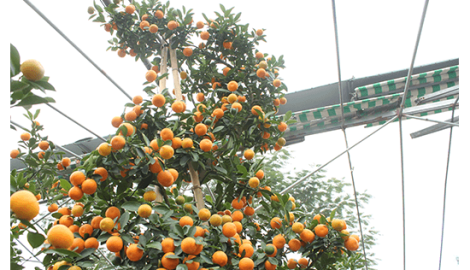 Cây quất đầu ngựa mình rồng, đại gia Nam Định thuê 50 triệu không đồng ý