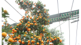 Cây quất đầu ngựa mình rồng, đại gia Nam Định thuê 50 triệu không đồng ý