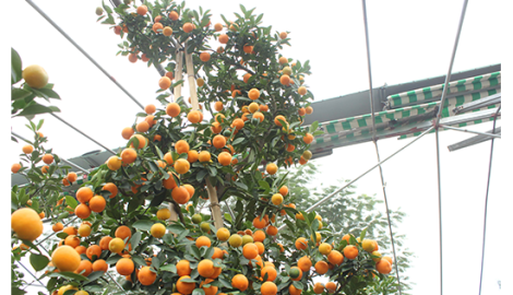 Cây quất đầu ngựa mình rồng, đại gia Nam Định thuê 50 triệu không đồng ý