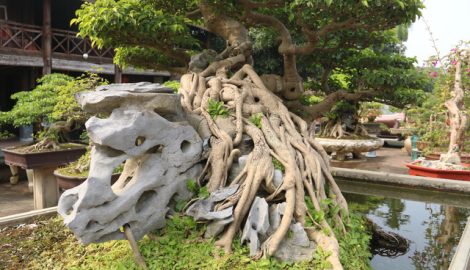 Đại gia “gạ” đổi 4 lô đất giá 9 tỷ lấy cây sanh cổ ôm đá đẹp hiếm có