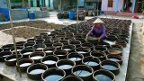 Làng nghề nước mắm Sa Châu Nam Định