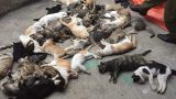 Nam Định: Hàng loạt con mèo bỗng lăn đùng ra chết bất thường