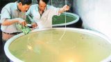 Nam Định áp dụng công nghệ cao trong nuôi trồng thủy sản Nam Định áp dụng công nghệ cao trong nuôi trồng thủy sản