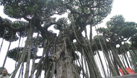 Nam Trực: Xuất lộ cây sanh Nam Điền cổ có giá 10 tỷ đồng