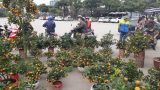 Quất bonsai giá hàng chục triệu đồng ‘đổ bộ’ từ Nam Định chờ người dân mua chơi Tết