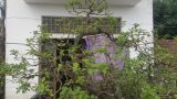 Nghĩa Hưng: Kiểng lạ 100 tuổi, có lá tỏa hương thơm độc đáo trên đất Thành Nam