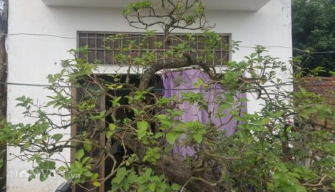 Nghĩa Hưng: Kiểng lạ 100 tuổi, có lá tỏa hương thơm độc đáo trên đất Thành Nam