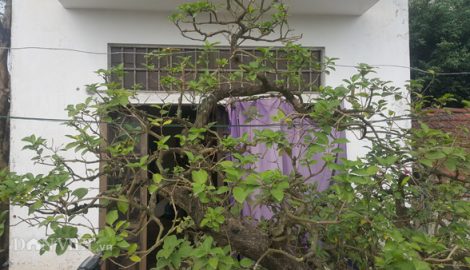 Nghĩa Hưng: Kiểng lạ 100 tuổi, có lá tỏa hương thơm độc đáo trên đất Thành Nam