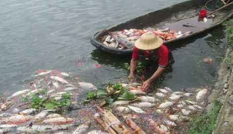 Nam Định: Cá chết nổi trắng một góc hồ Truyền Thống